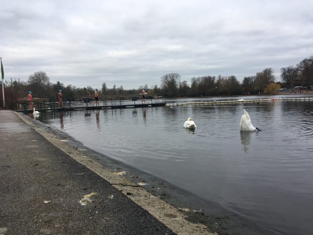 Swans swimming in the serpentine at Hype Park. In the background, people are getting ready to jump in