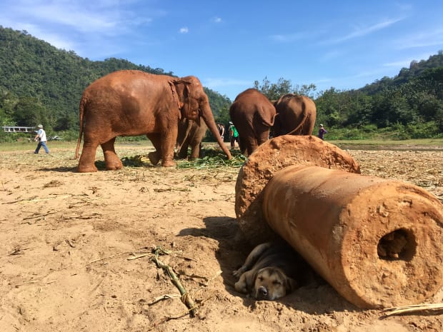 A dog sleeping in the shake at the elephant santuary
