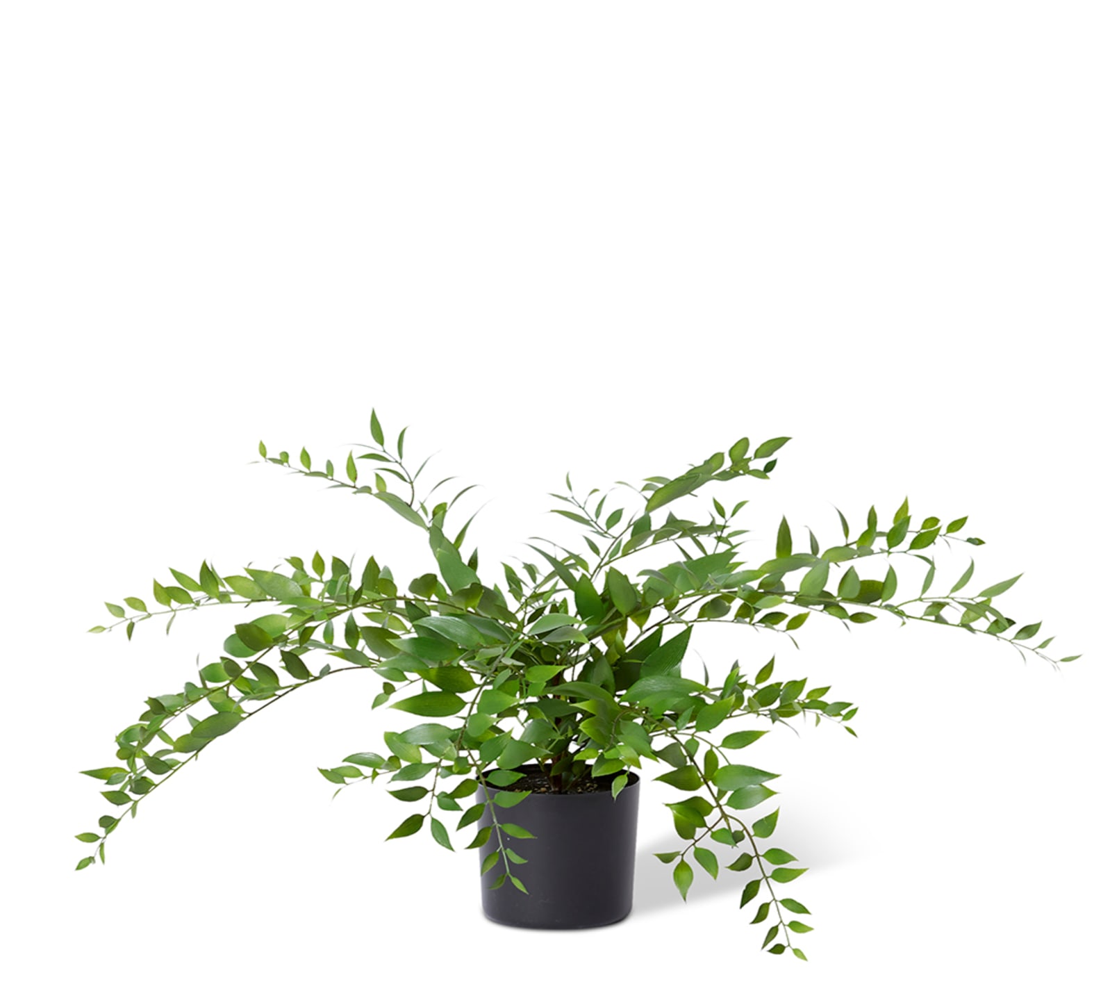 Lacquer Plant - 55cm x 55cm x 45cm 