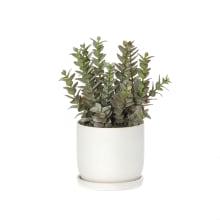 Black Eucy Succulent Azal Green Burgundy White -  29cm 