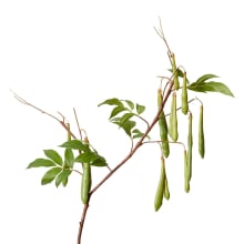 Bean Branch Green - 119CM color Green