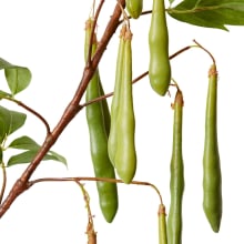 Bean Branch Green - 119CM color Green