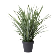 Dracaena Grass Plant Potted - 64cm x 60cm x 90cm 
