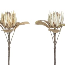 King Protea Dried Stem (Mixed) - 66cm 