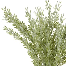 Dusty Miller Bundle Sage - 40cm color Sage