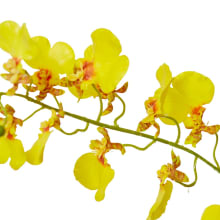 Dancing Orchid Spray - 23 x 10 x 97 cm 