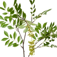 Simarouba Seeding Branch - 99cm color Green