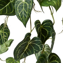 Hanging Anthurium Potted Plant Variegated - 38cm x 35cm x 84cm color Variegated