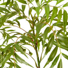 Mahonia Tree - 180cm color Green