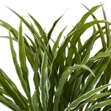 Grass Liriope Bush - 36 x 36 x 35cm 