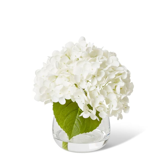 Hydrangea Classic White/Clear - 25 x 25 x 19cm color White/Clear