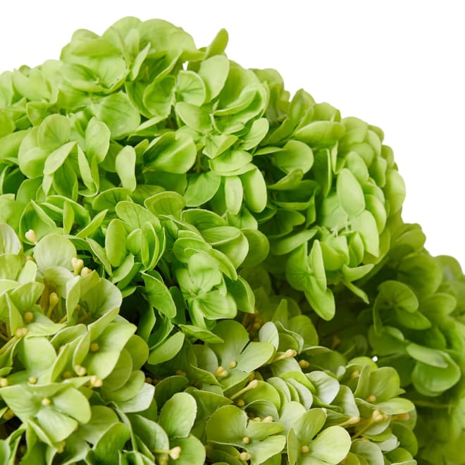 Hydrangea Mix Green/Clear - 36 x 36 x 35cm color Green/Clear