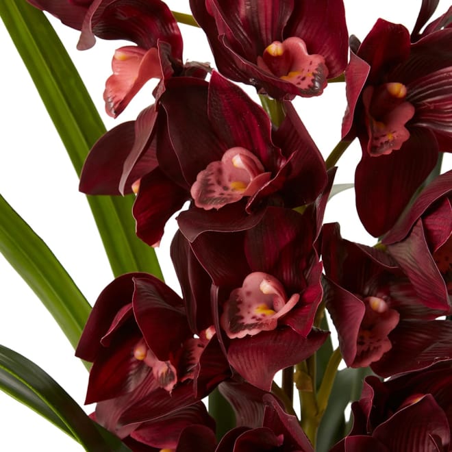 Cymbidium Lush (DS) Burgundy - 71 x 74 x 79cm color Burgundy