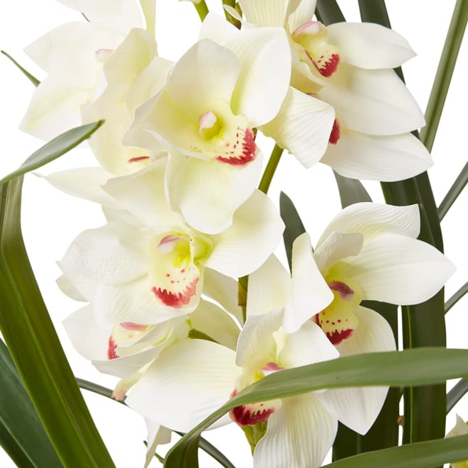 Cymbidium Lush (DS) White - 71 x 74 x 79cm color White