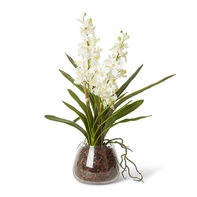 Orchid Vanda White White - 48 x 20 x 51cm color White