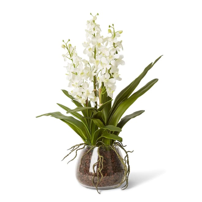 Orchid Vanda White White - 51 x 51 x 56cm color White