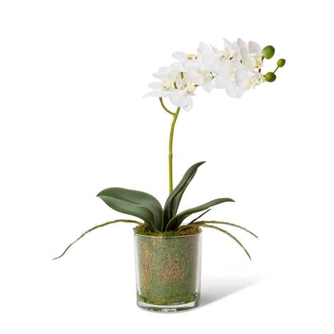 Phalaenopsis Mini White/Clear - 17 x 10 x 30cm color White/Clear