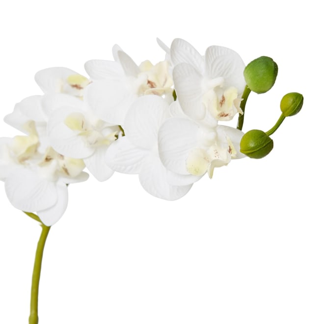 Phalaenopsis Mini White/Clear - 17 x 10 x 30cm color White/Clear