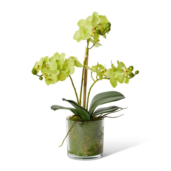 Phalaenopsis Mini Green/Clear - 21 x 16 x 40cm color Green/Clear