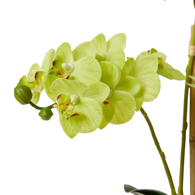 Phalaenopsis Mini Green/Clear - 21 x 16 x 40cm color Green/Clear