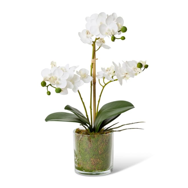 Phalaenopsis Mini White/Clear - 21 x 16 x 40cm color White/Clear