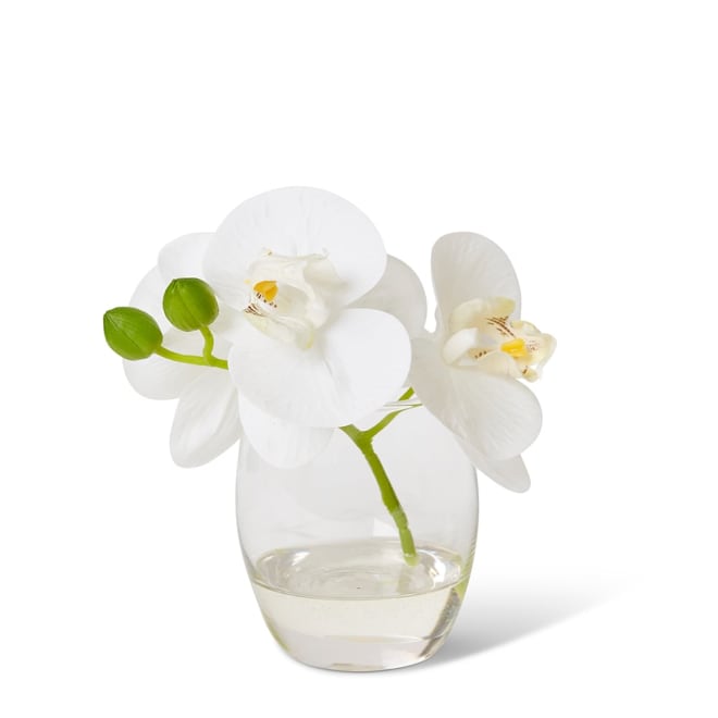 Phalaenopsis White/Clear - 16 x 13 x 15cm color White/Clear