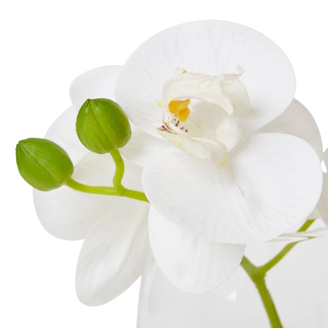Phalaenopsis White/Clear - 16 x 13 x 15cm color White/Clear