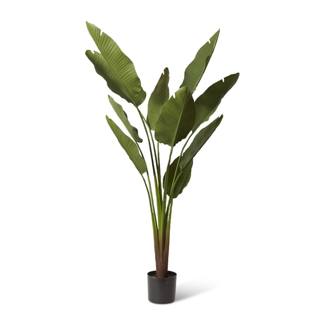Bird of Paradise (Outdoor) Green - 95 x 95 x 185cm color Green