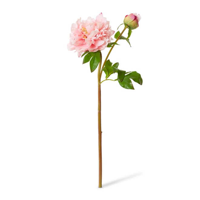 Peony Festiva Spray (RT) - 30 x 20 x 61cm color Blush Pink