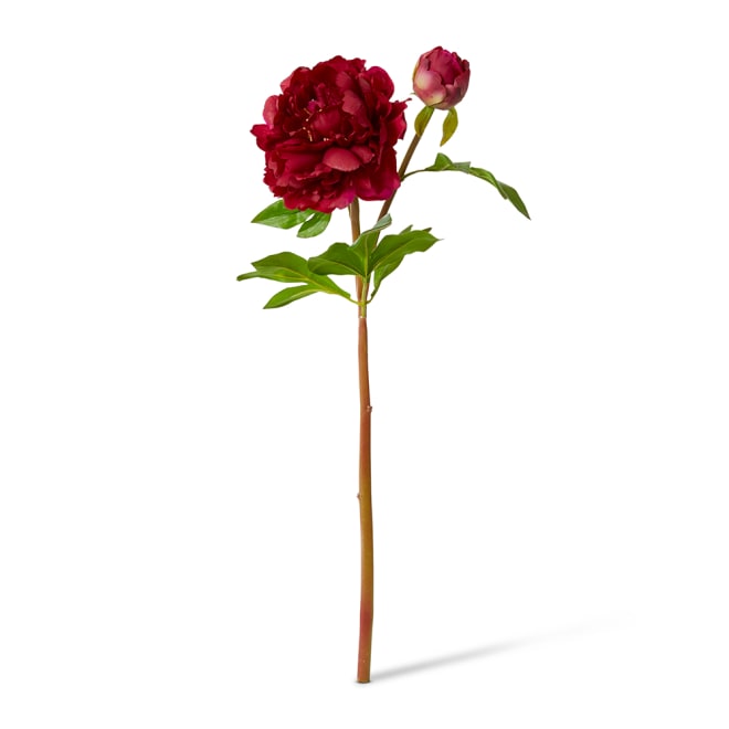 Peony Festiva Spray (RT) - 30 x 20 x 61cm color Burgundy