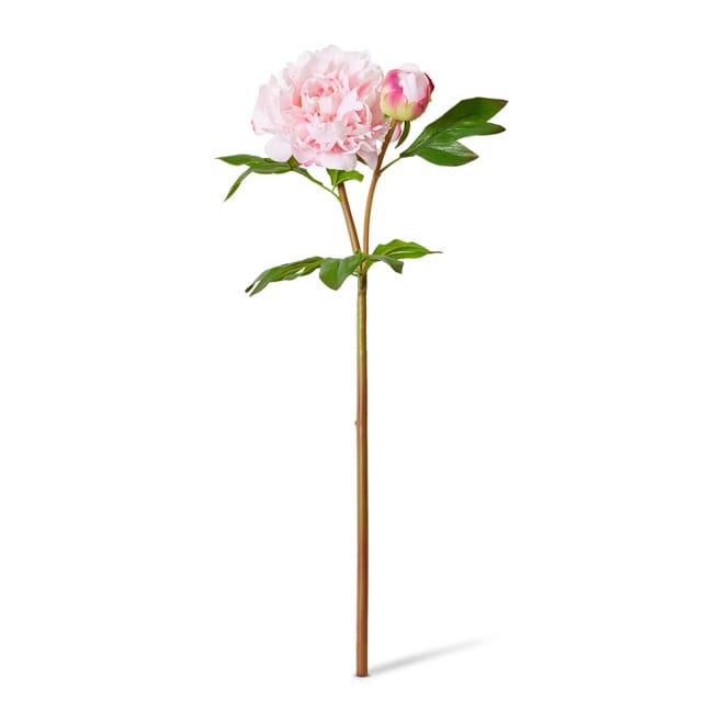 Peony Festiva Spray (RT) - 30 x 20 x 61cm color Soft Pink