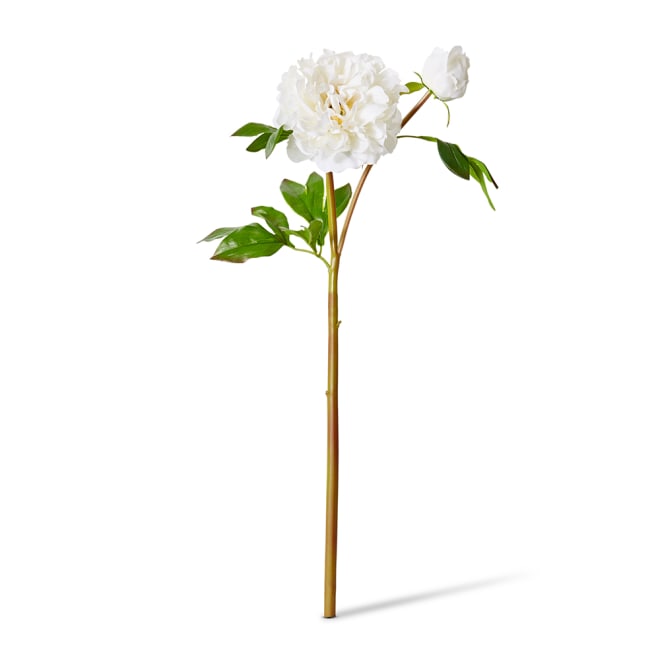 Peony Festiva Spray (RT) - 30 x 20 x 61cm color White