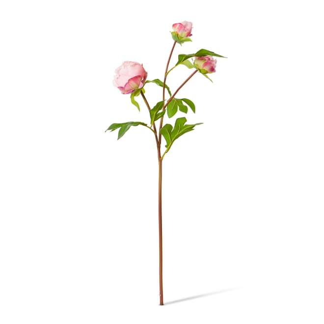 Peony Bud Spray (RT) - 25 x 25 x 62cm color Blush Pink
