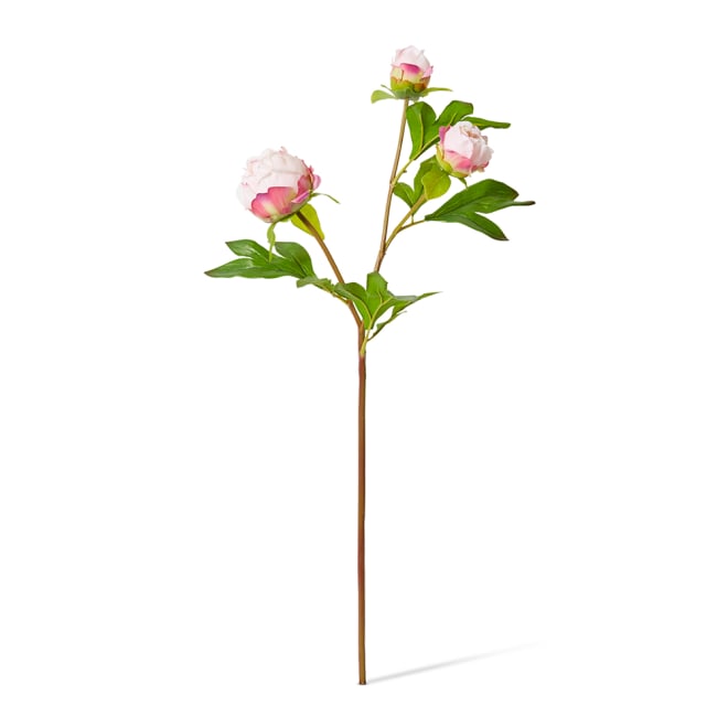 Peony Bud Spray (RT) - 25 x 25 x 62cm color Pink