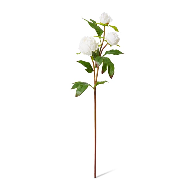 Peony Bud Spray (RT) - 25 x 25 x 62cm color White