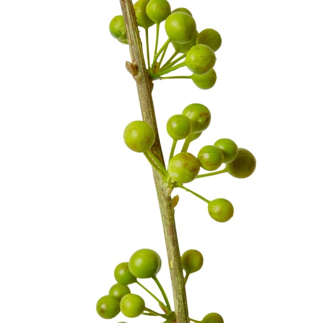 Berry Spray Green - 20 x 20 x 103cm color Green