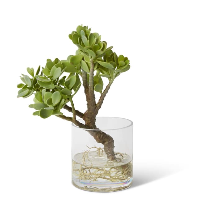 Jade Plant with Roots - Vera V - 32 x 36 x 39cm color Green