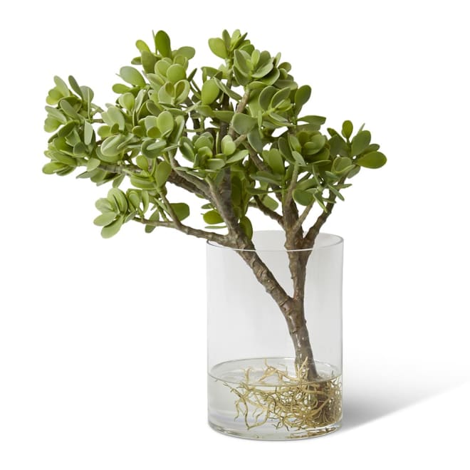 Jade Plant with Roots - Vera V - 48 x 53 x 48cm color Green