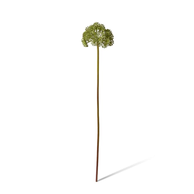 Angelica Stem - 14 x 14 x 69cm color Green