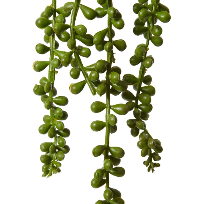 String of Pearls Hanging Plant - 8 x 8 x 31cm color Green