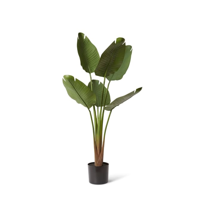 Bird of Paradise (Outdoor) - 80 x 80 x 120cm