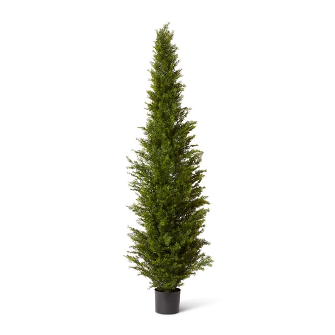Cypress Tree (Outdoor) - 58 x 58 x 240cm color Green