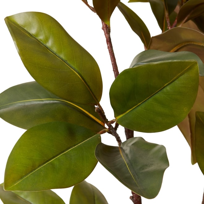 Magnolia Tree - 70 x 70 x 150cm color Green