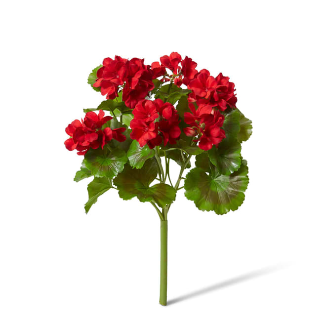 Geranium (Outdoor) Bush Red - 23 x 26 x 41cm color Red