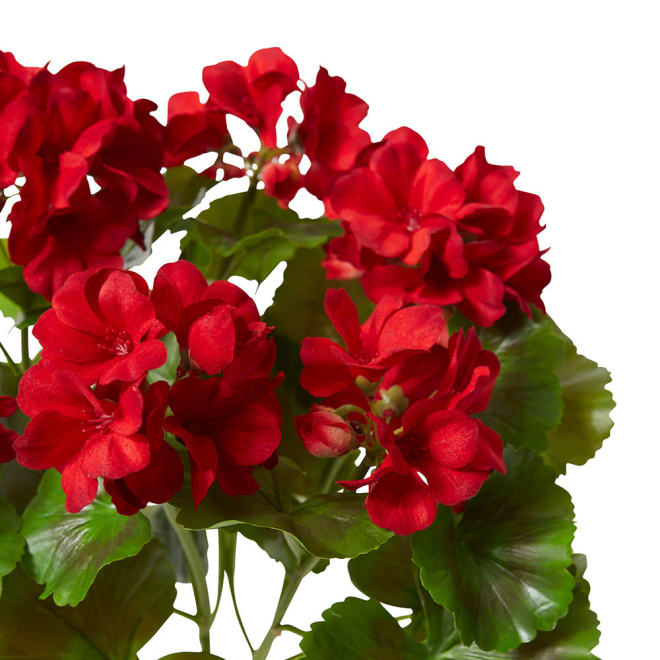 Geranium (Outdoor) Bush Red - 23 x 26 x 41cm color Red