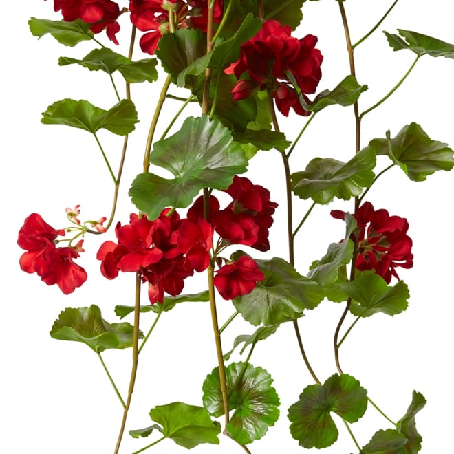 Geranium (Outdoor) Bush Red - 69 x 76 x 86cm color Red