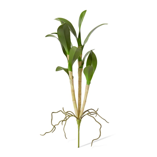 Orchid Dendrobium Foliage Green - 26 x 11 x 46cm color Green