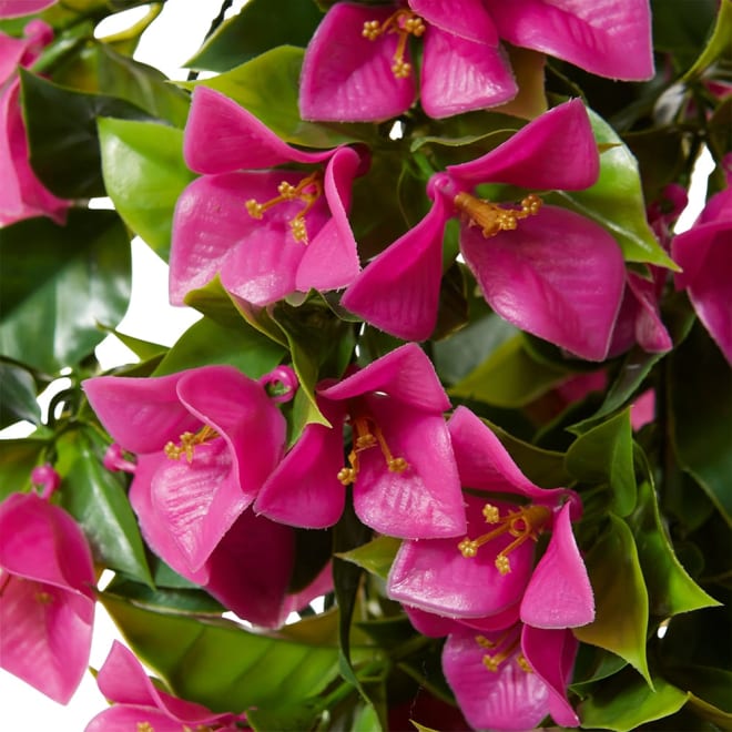 Bougainvillea (Outdoor) Hanging Hot Pink - 30 x 30 x 92cm color Hot Pink