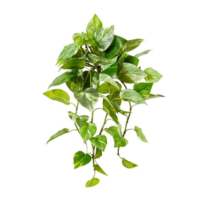 Pothos (Outdoor) Hanging Plant - 36 x 25 x 64cm 