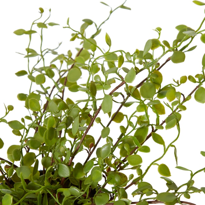 Angel Vine Bush Green - 41 x 41 x 25cm color Green